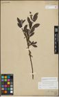 Foto von Salix myrsinifolia Salisb. x Salix phylicifolia L.